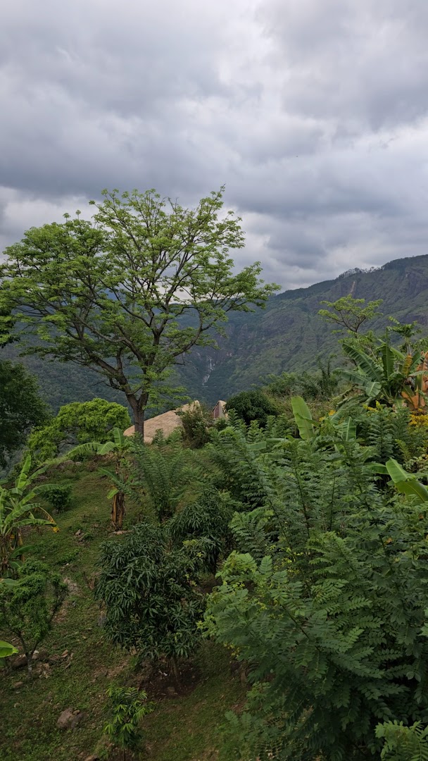 Tall tree and dense hillside vegetation beneath a cloudy sky
